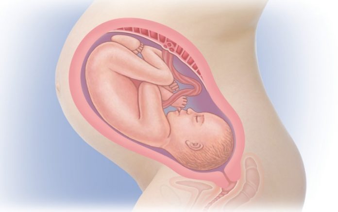 37 неделя беременности что происходит. Плод на 35-36 неделе беременности. Плод на 36 неделе беременности. Эмбрион в 36 недель беременности. Расположение плода на 36 неделе.