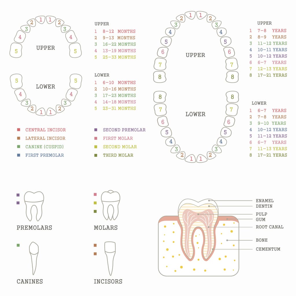 Dinții copiilor. Despre erupția, schimbarea și îngrijirea corectă a dinților de lapte, dar și a dinților definitivi | Demamici.ro